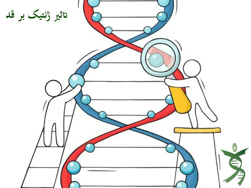 قد به ژنتیک بستگی دارد یا عوامل محیطی